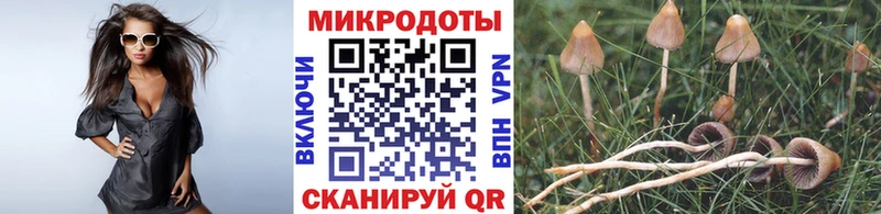 Купить  Онега  Галлюциногенные грибы Psilocybine cubensis 